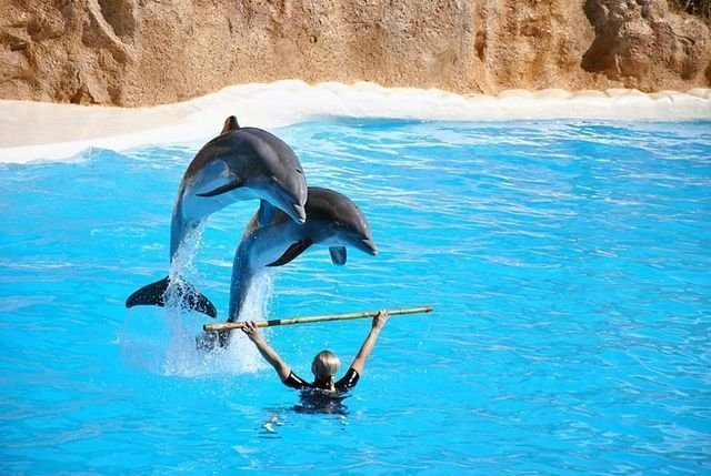 С 5 апреля у ТРК «Горки» снова откроется дельфинарий