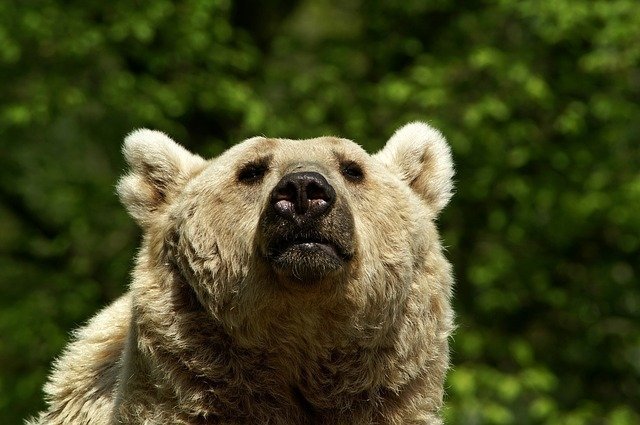 Медведица Бусинка предсказала Челябинску теплое лето