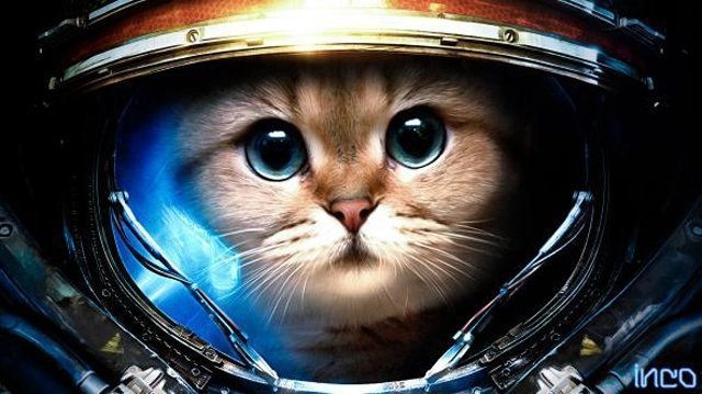 Космически-пасхальные коты. События выходных 11-12 апреля