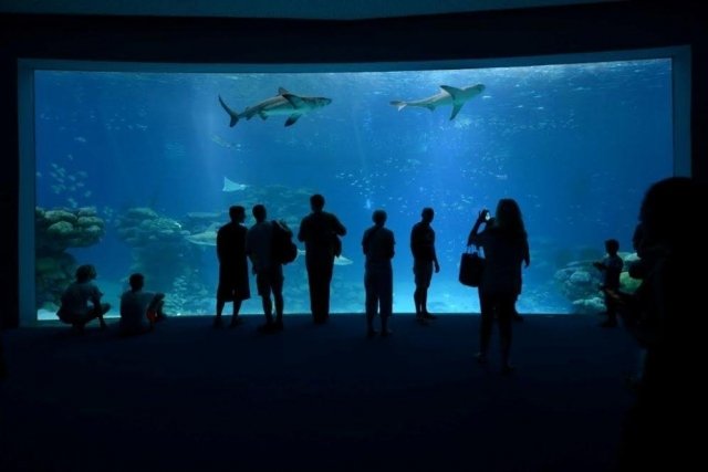 В Эйлате открылся самый большой на Ближнем Востоке бассейн с акулами.