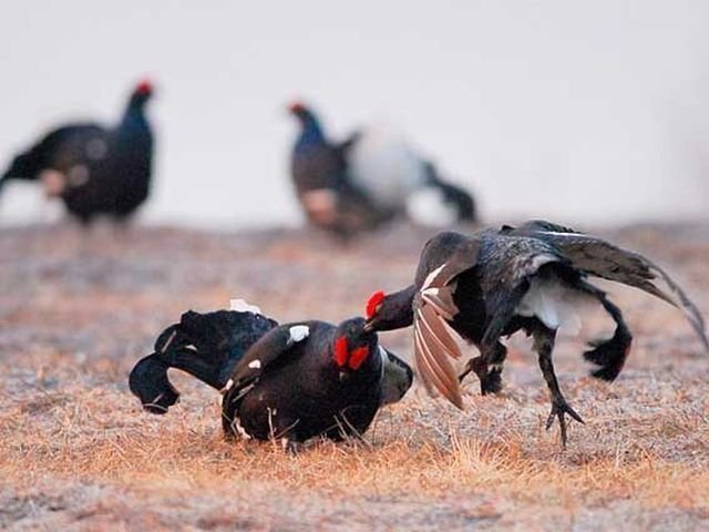 15 апреля в Челябинской области открывается сезон охоты 