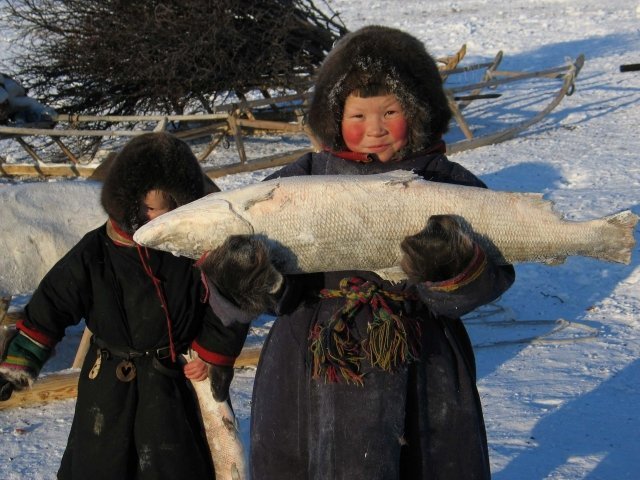 В Югре продлят запрет на вылов муксуна до 2017 года