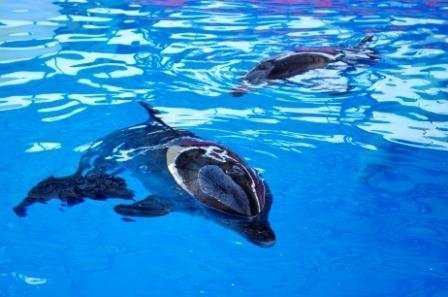 1 мая в "Сочи-Парке" открывается дельфинарий.