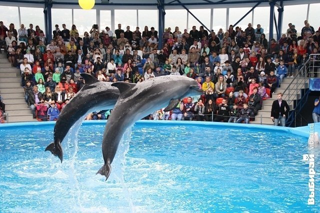 В "Сочи Парке" открылся Дельфинарий