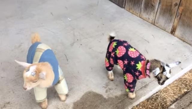 Видео дня: Козлят нарядили в пижамы