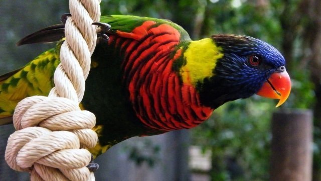 В Тюмени откроется зоовыставка "Живая радуга"