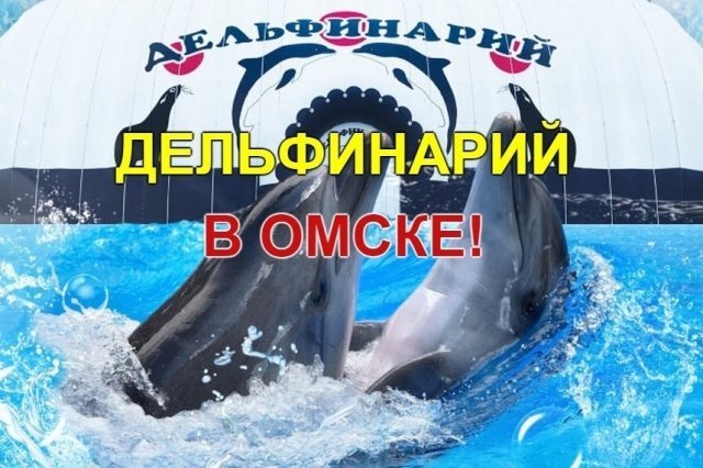 В Омск приехали дельфины