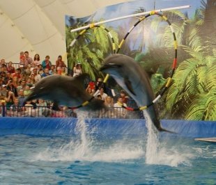 «Выбирай» посетил открытие дельфинария