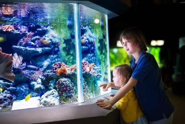 5 мест, где можно купить аквариум в Воронеже