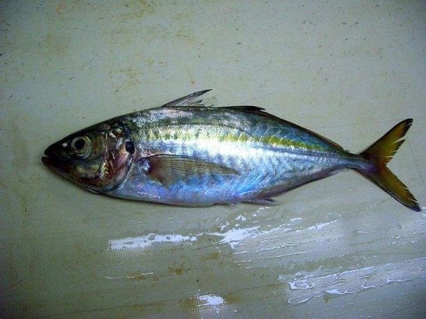 Съедобная рыба черного моря