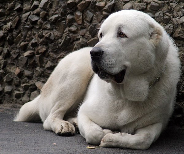 Карагандинскому псу, спасшему человека, предлагают установить памятник