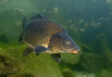 Какие Рыбы Водятся В Озерах Фото