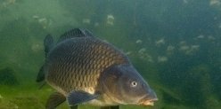 Рыбалка в Сочи: кого и где можно поймать в Сочи на озерах, прудах и запрудах
