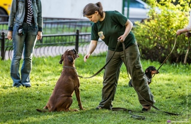 На острове Татышев появилась новая площадка для выгула и дрессировки собак