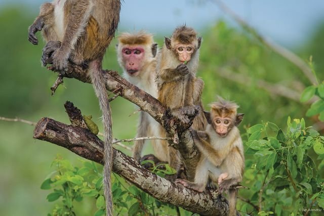 Шри-Ланка, Канди, обезьяны