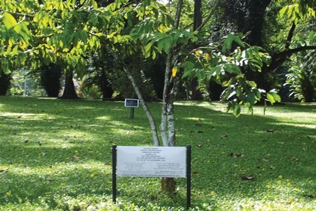 Шри-Ланка, Канди, дерево Юрия Гагарина