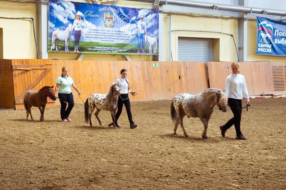 Уральская региональная конная выставка UralHorse-2015