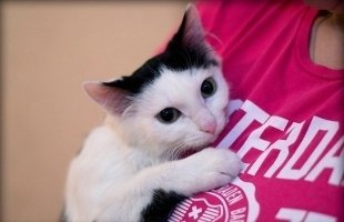 Анна Иванова: «Я без кошек не могу»