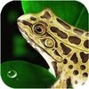 Frog Dissection, приложения для школьников