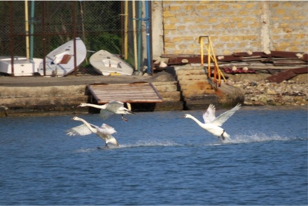 На одном из водоемов Казани появится стая свободных лебедей