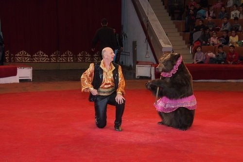 Большой московский цирк зверей пробудет в Караганде до конца этой недели