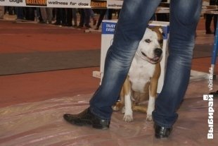 В Караганде прошла выставка собак всех пород