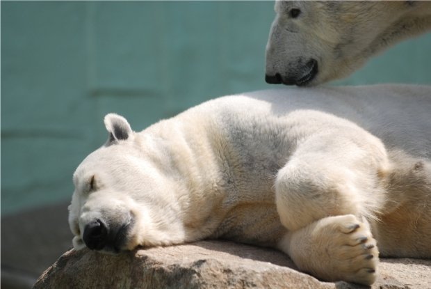 Казанцев приглашают в зоопарк на Всемирный День защиты животных