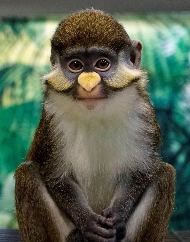 В Красноярск приехал контактный зоопарк с обезьянами