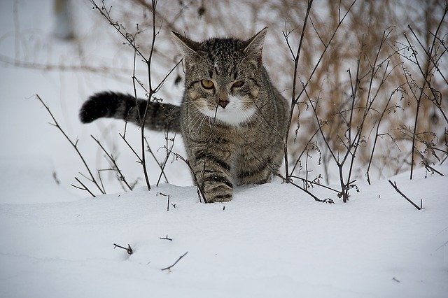 Какое вы животное из Красноярского края? 