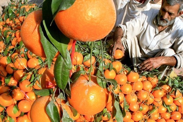 Турецкие овощи и фрукты заменят продуктами из Абхазии, Ирана и Китая